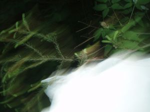 Наталья Алексеева