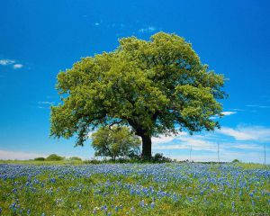 Божественная