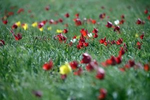 Ольга Арсенова