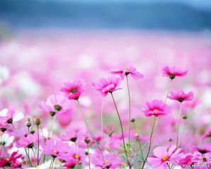 Солнечное Утро