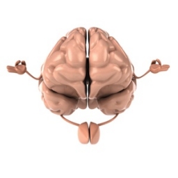 Как медитация развивает префронтальную кору мозга – центр внимания и контроля