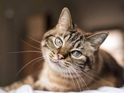 Как кошки лечат и отводят беду: факты и приметы