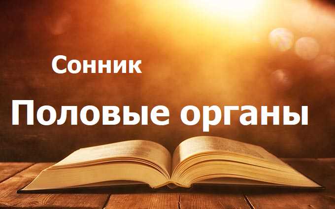 Половые органы