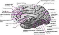 Функции мозга человека и повседневные стрессы